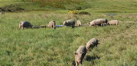 Free Range Large White X Landrace Pigs