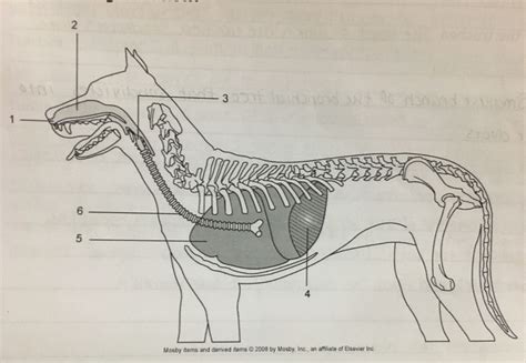 Dog Respiratory System Diagram Diagram Quizlet