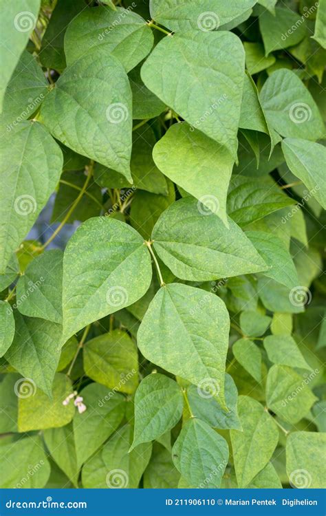 Hojas De Alubias De Riñón Que Crecen En La Granja Planta Verde De