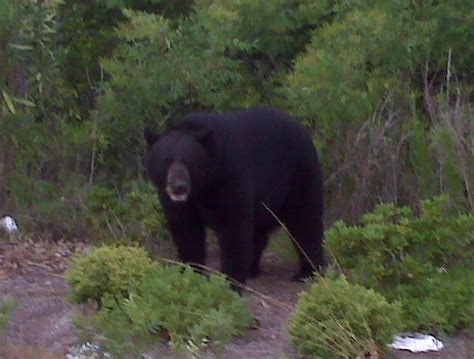 bears in florida