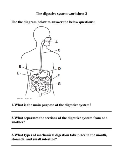 Digestive System Diagram Worksheet