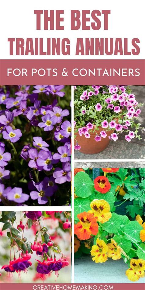 Best Trailing Annuals For Pots And Containers Add Beauty To Your Space