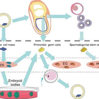 Schematic diagram of the developmental stages of mammalian germ cell ...