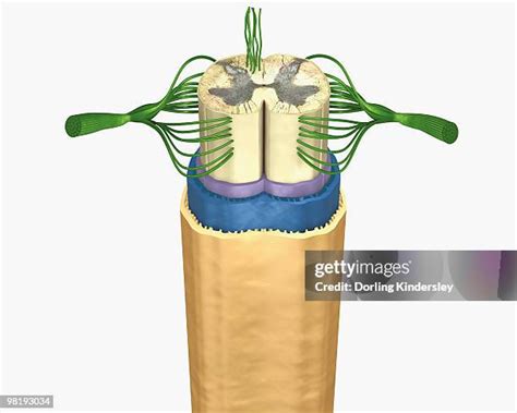 Spinal Cord Cross Section Model Labeled