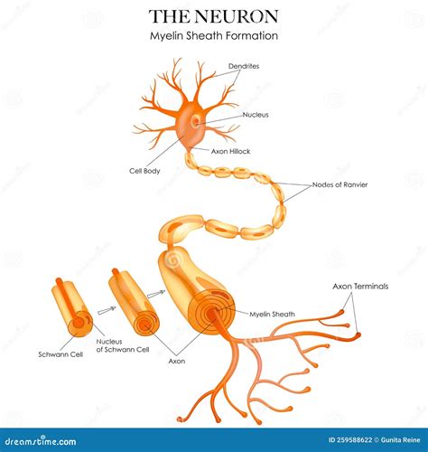 Anatomical Features Of A Neuron At Jessica Cardillo Blog