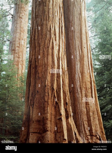 California Bosque Nacional Sequoia Secoyas La Secoya Gigante