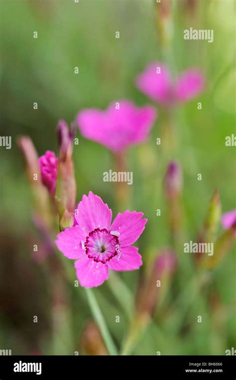 Pink Dianthus Myrtinervius Stock Photo Alamy