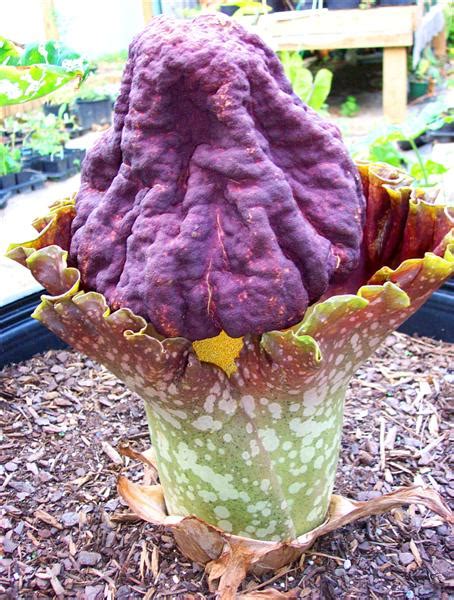 Amorphophallus paeoniifolius – Brian's Botanicals