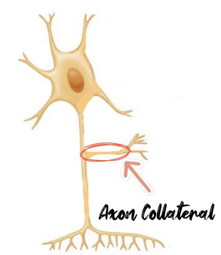 Neuron Types & Neuron Structure Flashcards | Quizlet