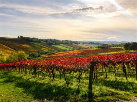 The Ultimate Guide To Emilia Romagna Wine Regionfood Beverage