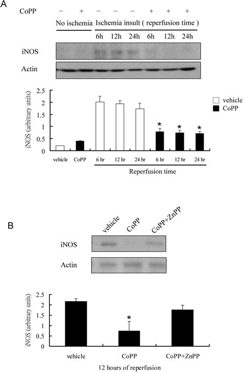 Western Immunoblot Analysis For Expression Of INOS Protein After