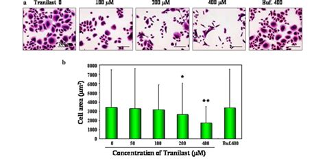 Effect Of Tranilast On Cell Morphology And On The Cell Area Of The