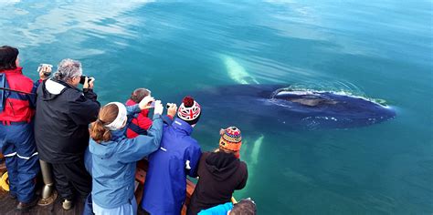 Whale Watching Hauganes North Iceland