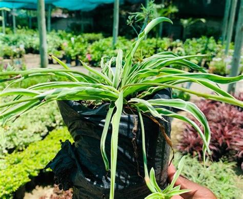 Chlorophytum Variegated 3lt Cnd Nursery