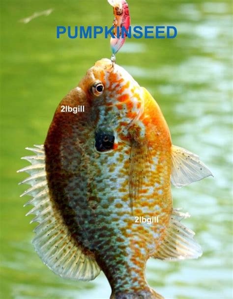 The identification of panfish