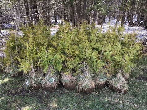 Cedar Trees - Northern White Cedar - Cedar Trees By Mail
