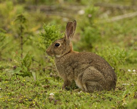 Light Brown Rabbit