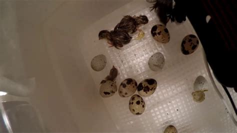 Coturnix Quail Hatching Time Lapse Youtube