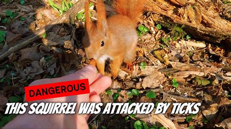 Squirrels Vs Ticks The Ultimate Showdown Asmr Youtube