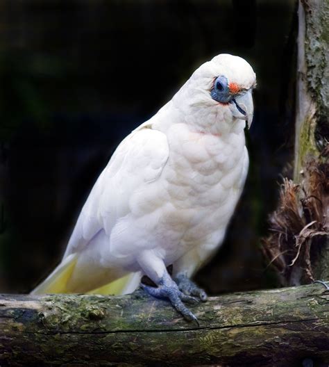 Western Corella Wikipedia