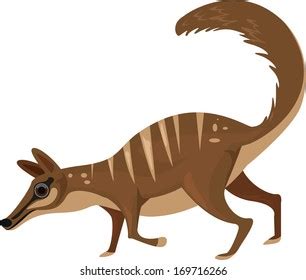 Vector Illustration Numbat Stock Vector Royalty Free