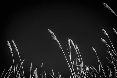 Tufts 1 Mono Prairie Grasses Seen Along Highway 39 Okla Michael Flickr