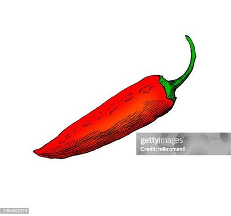 641 Chili Pepper Drawing Stock Photos, High-Res Pictures, and Images ...