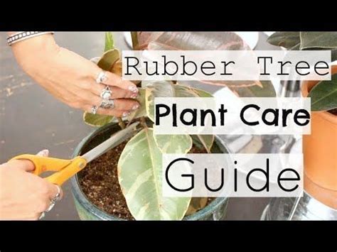 Tips To Take Care Of A Rubber Plant How To Care For A Rubber Tree