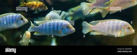 Mbuna Cichlids Hi Res Stock Photography And Images Alamy