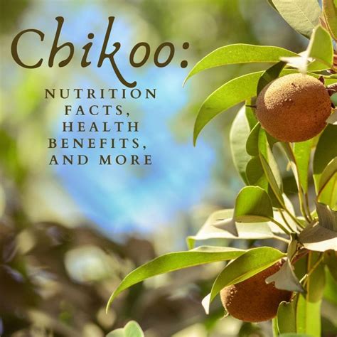 The Health Benefits Of Chikoo Or Sapodilla Fruit Hubpages