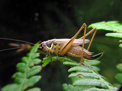 Learn Interesting Facts About A Cricket How To Guides Tips And Tricks