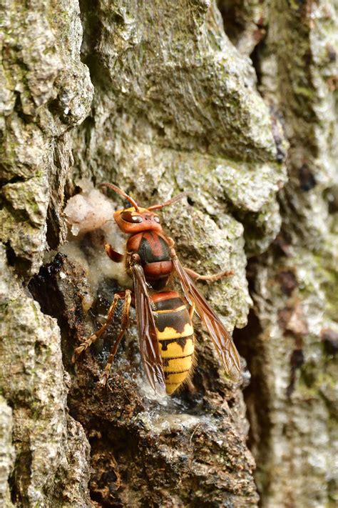 Hornisse Europäische Hornisse Vespa crabro c Daisy Pae Flickr