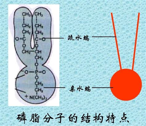 Dspc Peg Ps 二硬脂酰基磷脂酰胆碱 聚乙二醇 聚丙乙烯 Dspc Se Se Ps 哔哩哔哩