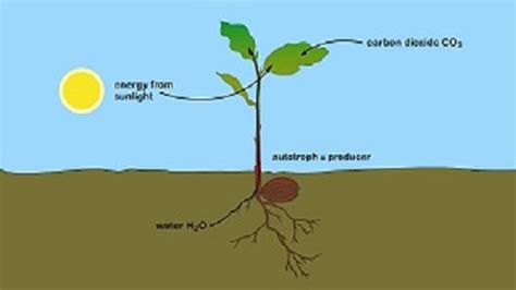 Glucose In Plants