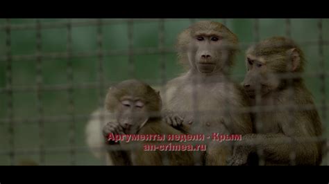 выпуск львов для новости - YouTube