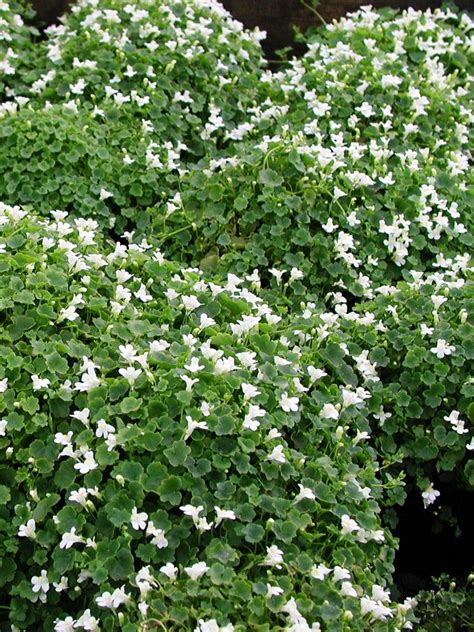 Murreva - Perenner - Växter | Perenner, Växter, Trädgårdsväxter