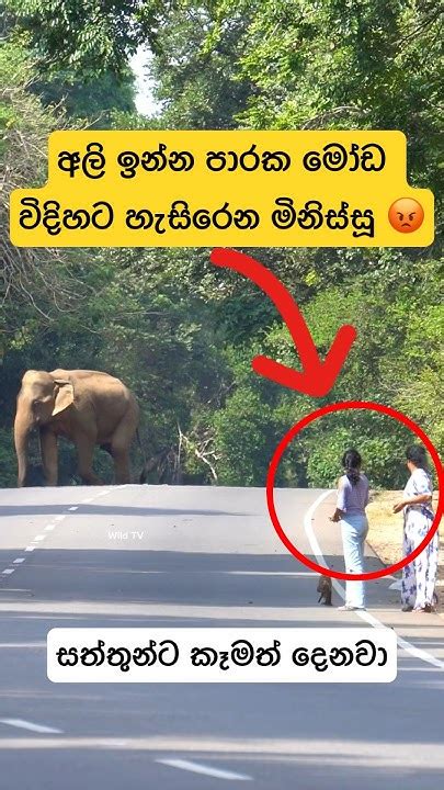 Elephant Attack🥹😳 Shortvideo Shorts Elephant Attack Tiktok News