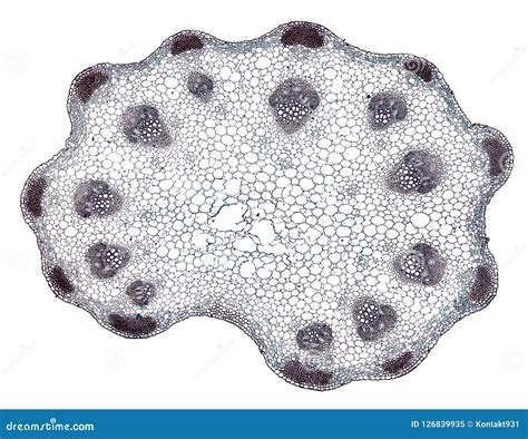 Coupe Microscopique De Section Transversale D Une Tige D Usine Sous Le