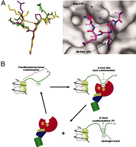 Structural Basis For Histone N Terminal Recognition By Human