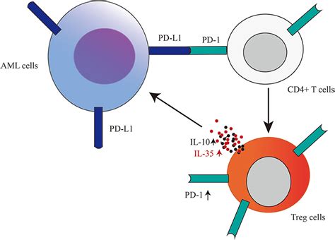 Frontiers Pd L1 Is Expressed And Promotes The Expansion Of Regulatory