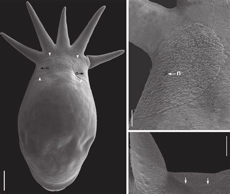 Temnocephala Haswelli Sem Adult Dorsal View Showing