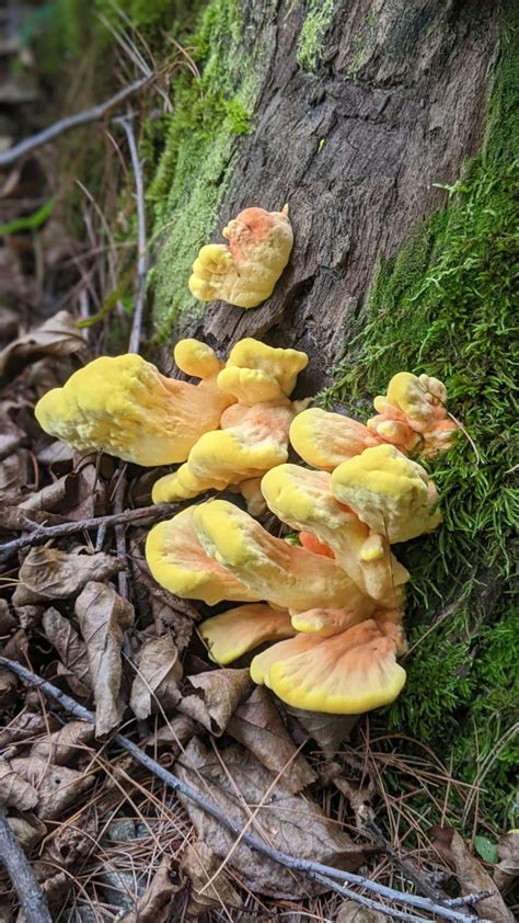 Chicken Of The Woods Sulfur Shelf Stowe Forager