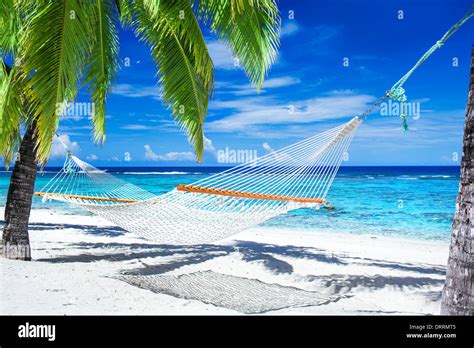 Empty Hammock Between Palm Trees On Tropical Beach Stock Photo Alamy