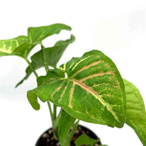 Syngonium Podophyllum Reverted Pink Splash Plants Arrowhead Plant