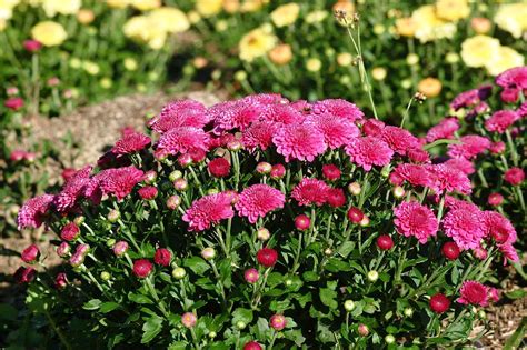 Chrysanthemum Garden