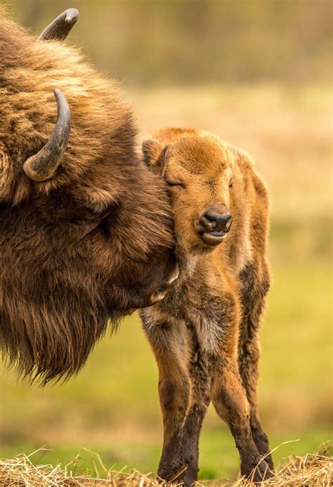 Mum Nuzzling Baby Bison Calf : r/hardcoreaww