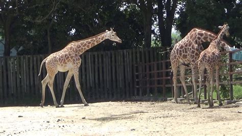 【動物】アフリカサバンナの動物（キリン🦒・エランド・🦓グラントシマウマ）【東武動物公園】tobu Zoo （202068） Youtube