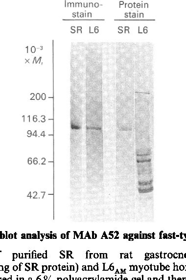 Figure 1 From The Elevation Of Sarcoplasmic Reticulum Ca2 Atpase