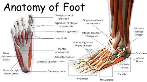 Anatomy of Foot: Bones, Muscles, Tendons, Joints • Englishan