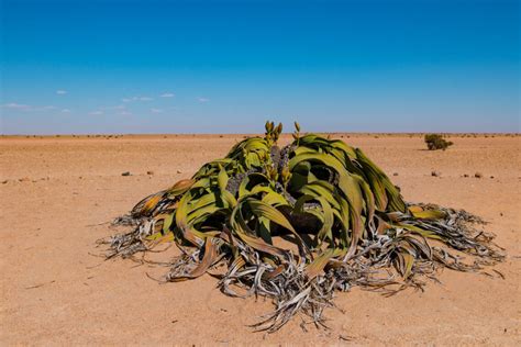 Welwitschia Is The National Flower Of Namibia Vida Rural